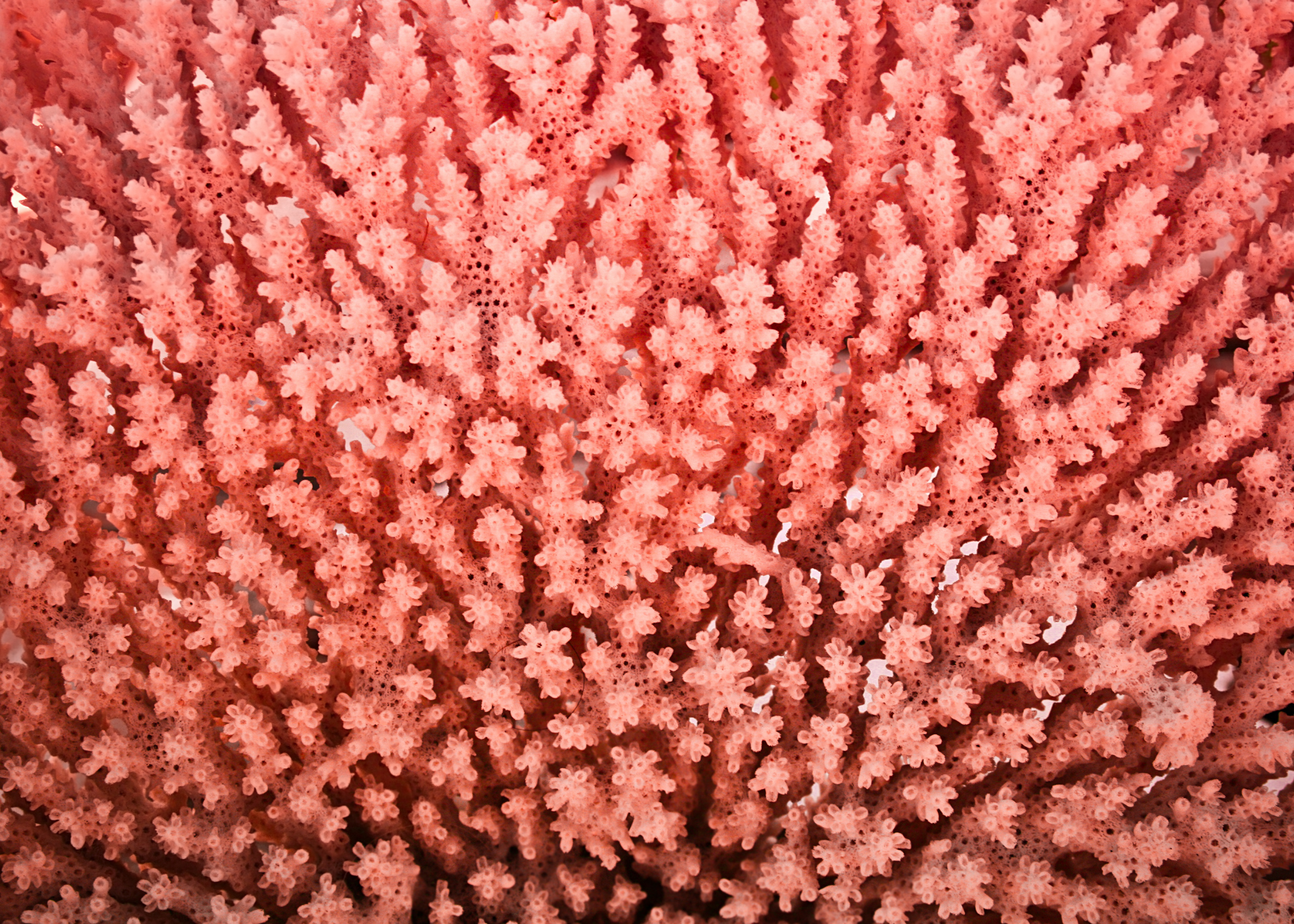 Coral Collection luxury bikini edit Cocoraille